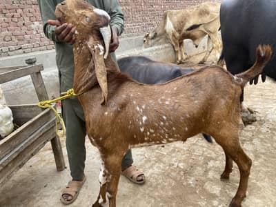Pure Makhi cheena donda bakra