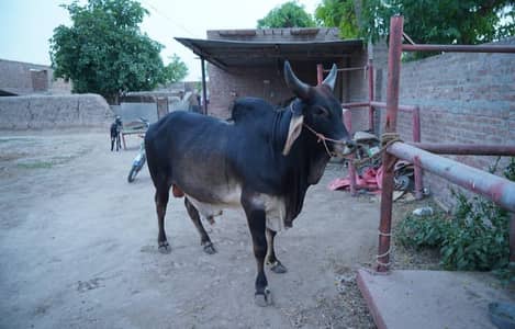 Majestic Black Dhanni Cross Bull