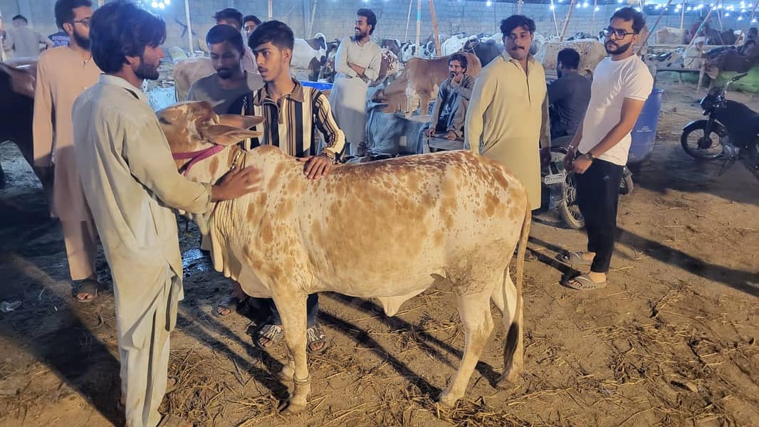Cow for eid 0