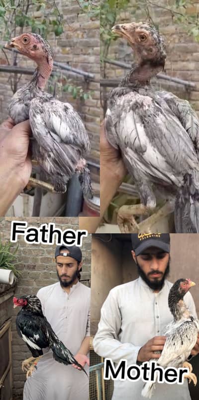 Aseel lasani chicks pair