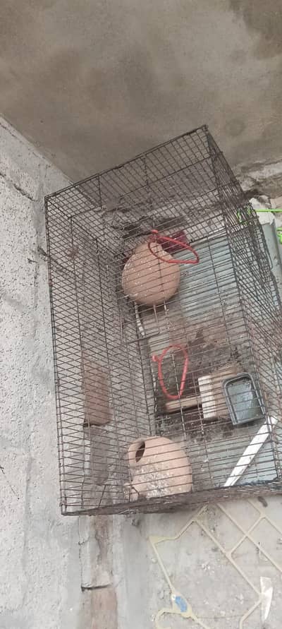 Big cage