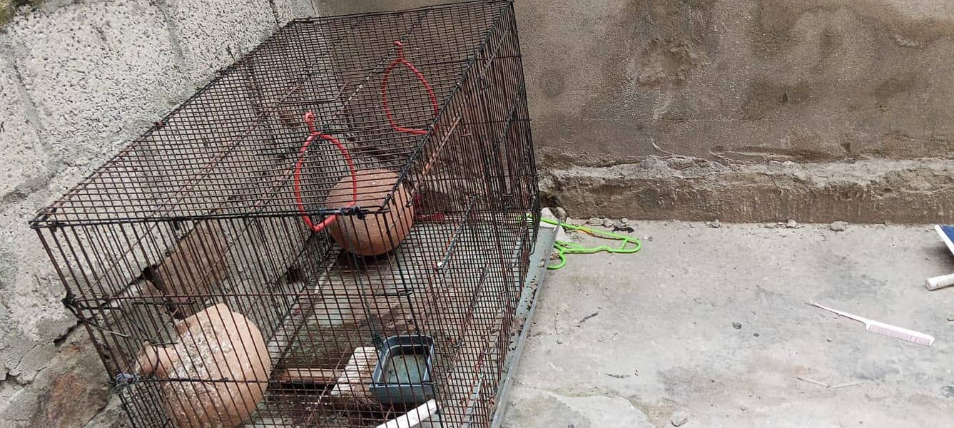 Big cage 3