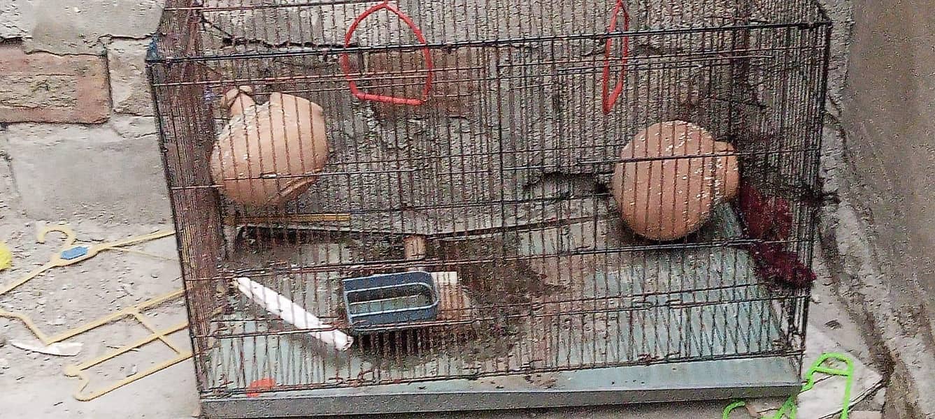 Big cage 4