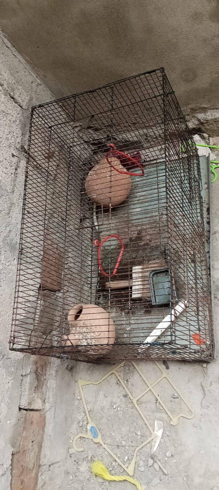 Big cage 5