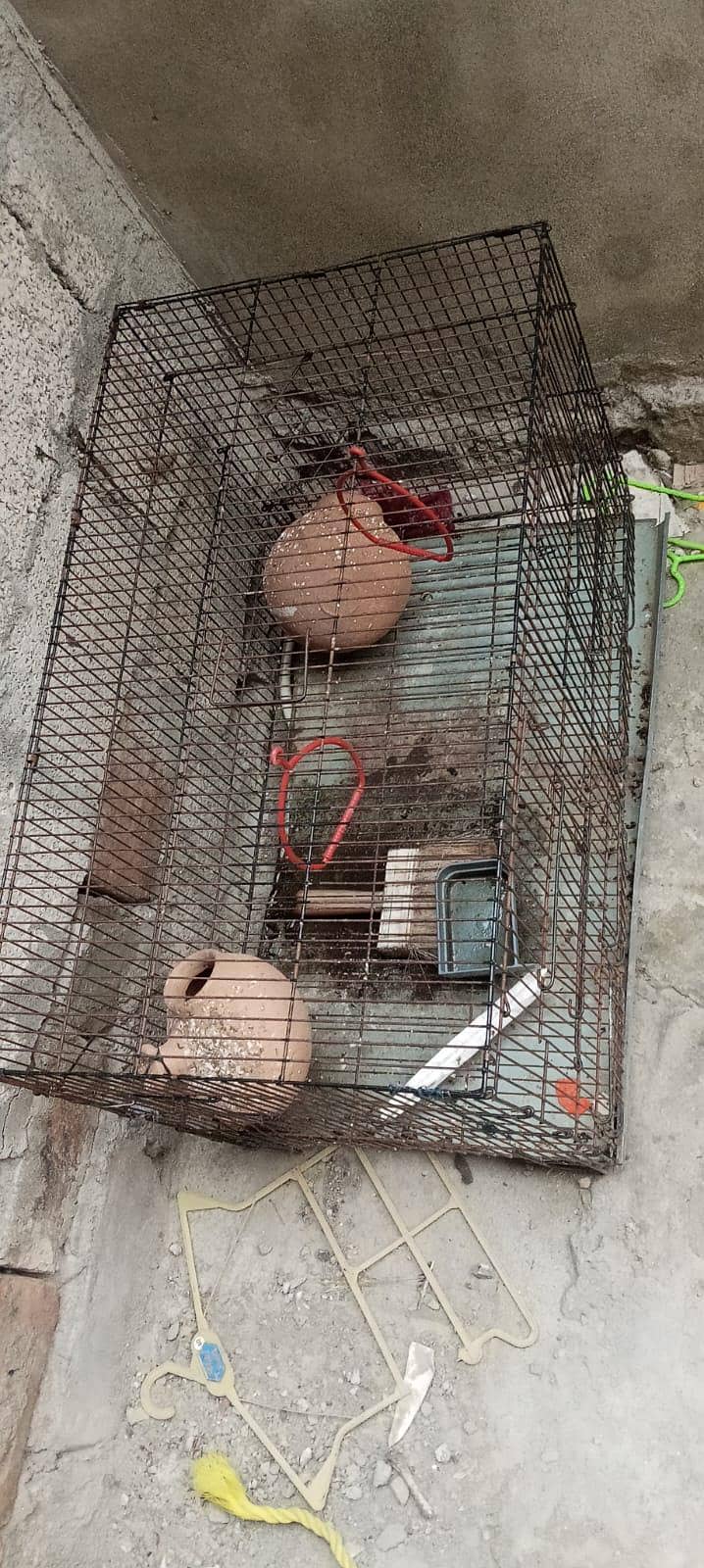 Big cage 6