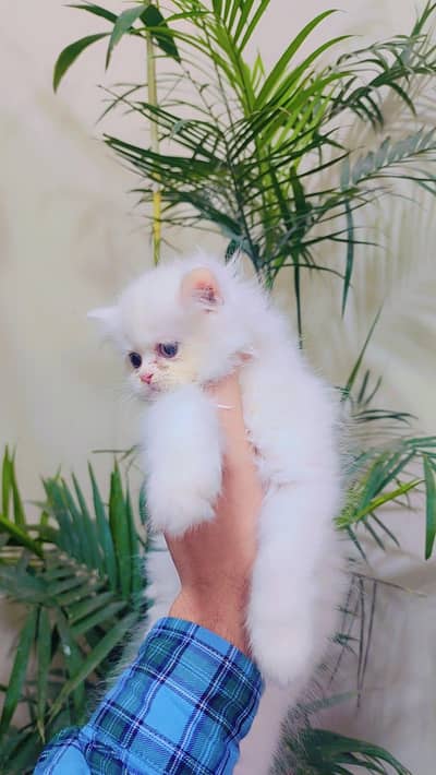 Persian treeple Coted Pair Available