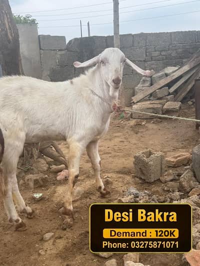 Desi dhonday bakray for qurabi