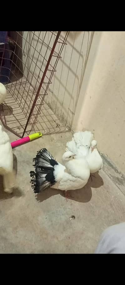 pigeon piars 1500. ,