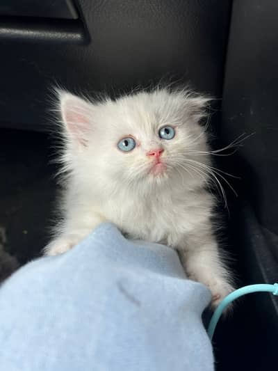 Persian kitten Healthy Home Breed Available for sale