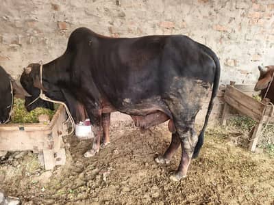 Bull / Bachra / Wacha / wera / Qurbani ka janwar / Qurbani 2026