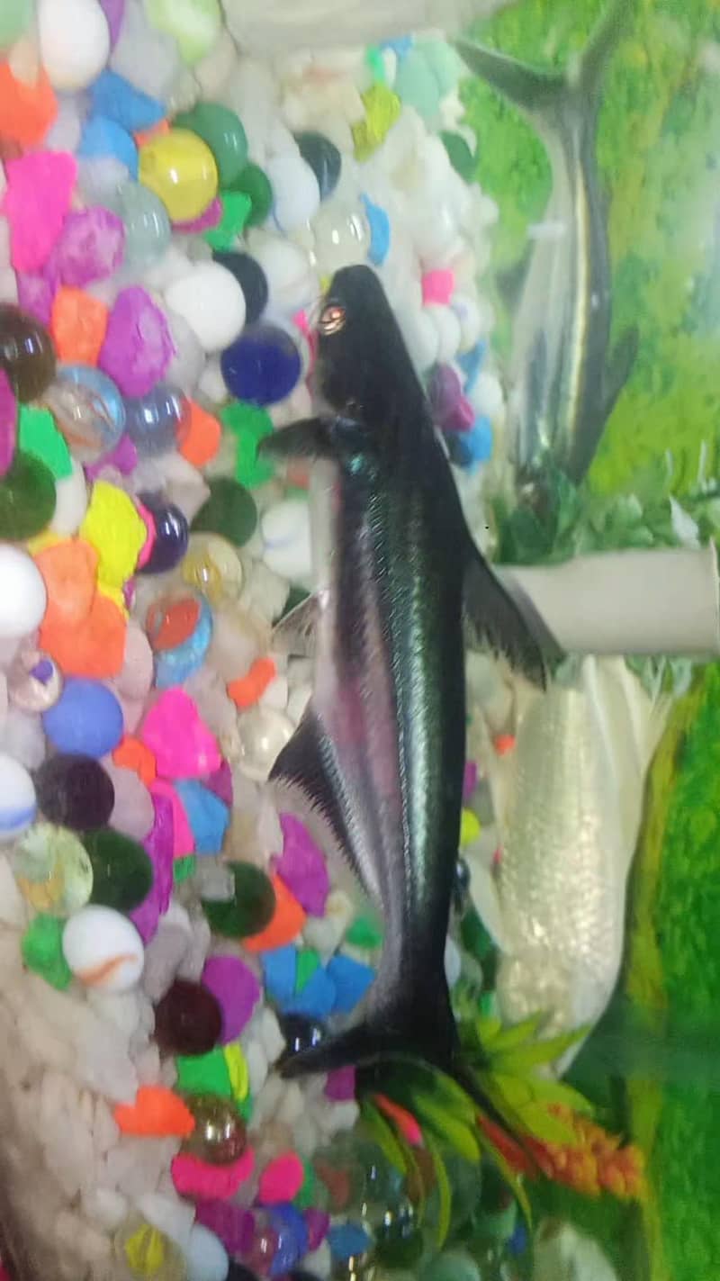 Shark Fish 0