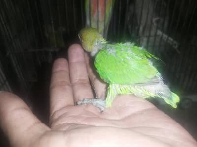 love bird  best age for hand tame bird handfeed bird