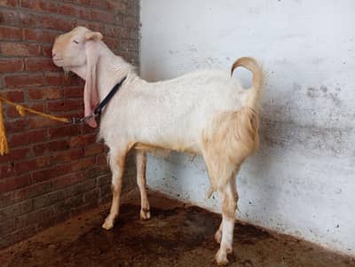 pure Rajanpuri breader bakra qurbani Ka lia