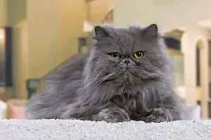 grey Persian kitten - change  eyes color for sale