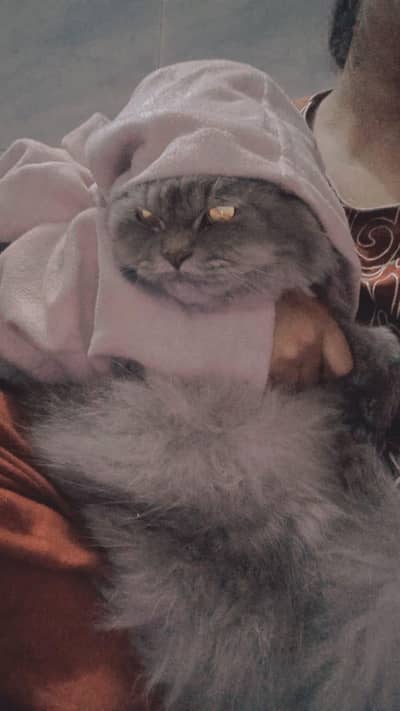 grey Persian kitten - change  eyes color for sale