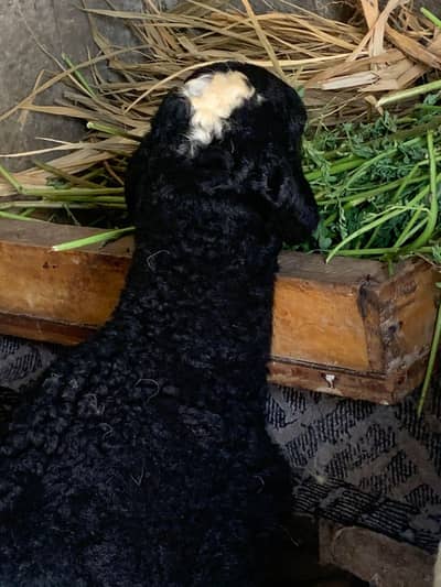 4 male sheeps