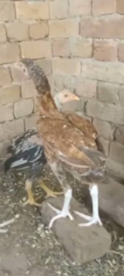 aseel chicken for sales  03052063587