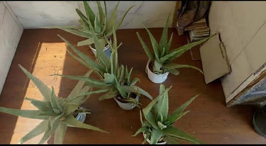 Fresh Aloe Vera Plant with Premium Pot - Home Decor