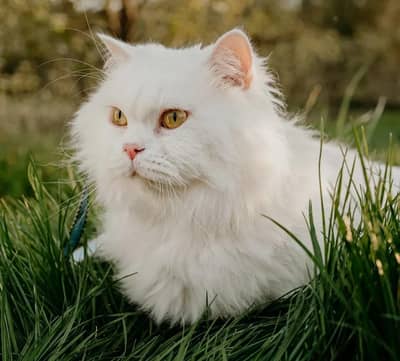 Persian cat