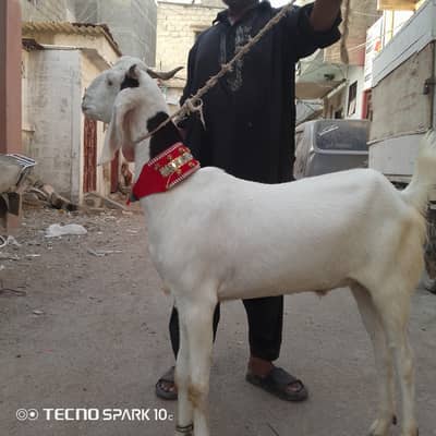 2 dant khassi Bakra