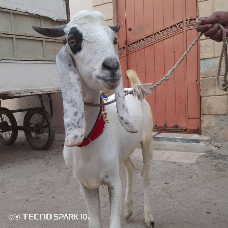 2 dant khassi Bakra 2