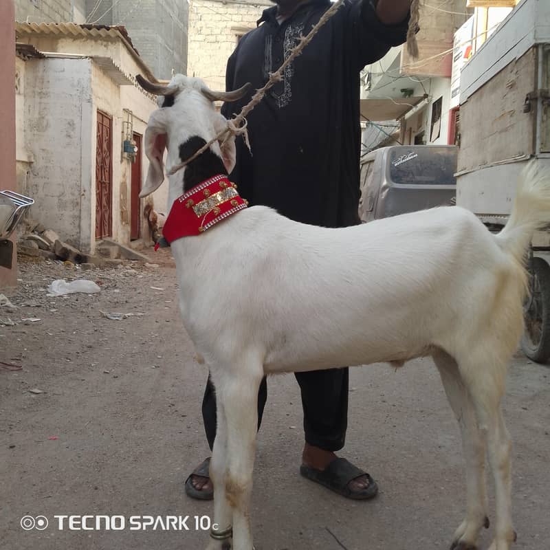 2 dant khassi Bakra 3