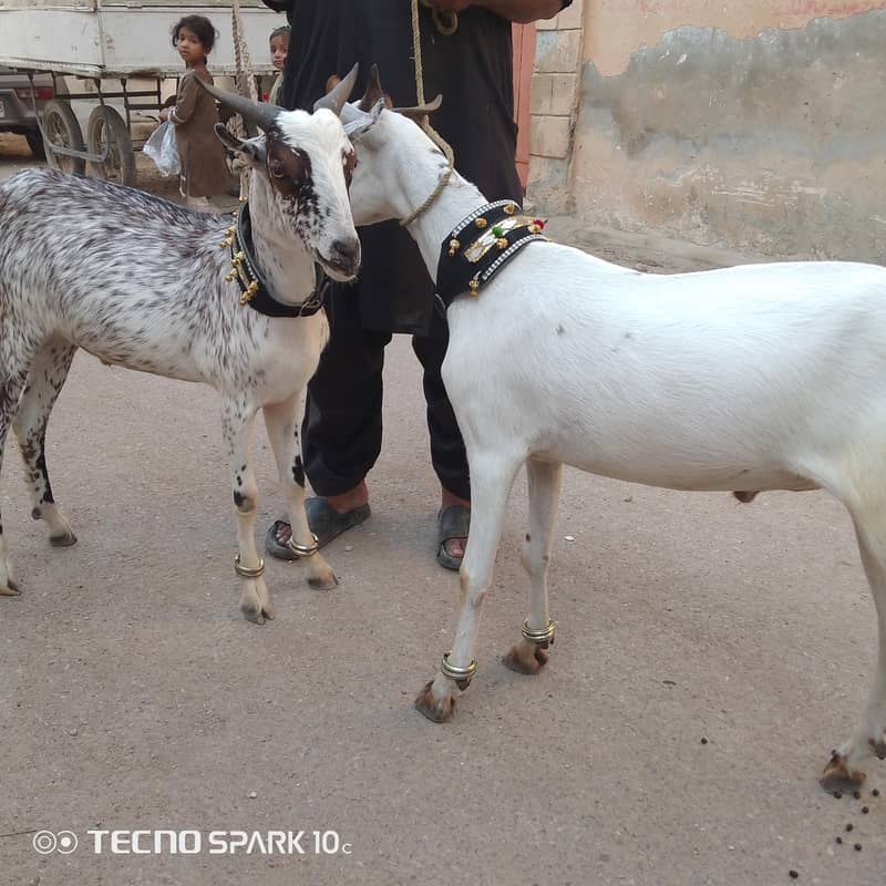 2 dant khassi Bakra 6