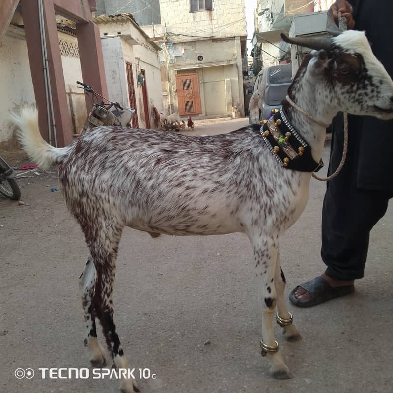 2 dant khassi Bakra 9