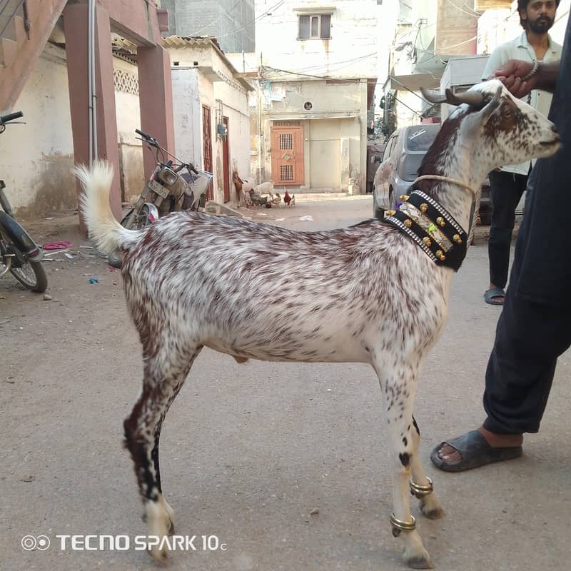 2 dant khassi Bakra 10