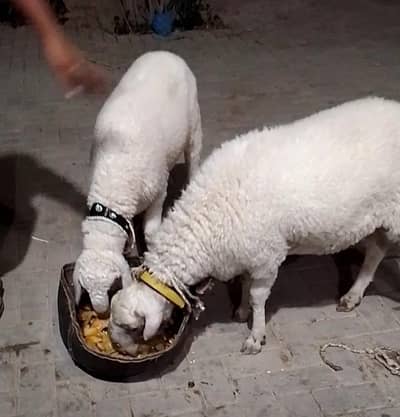 sheep