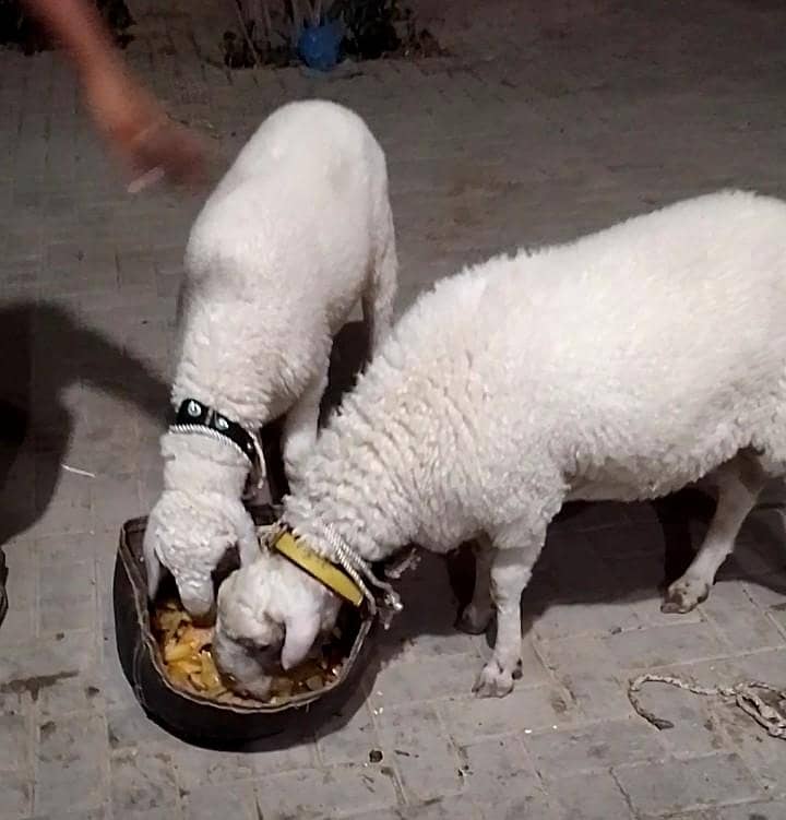 sheep 0