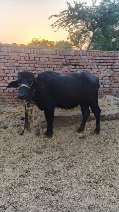 for sale qurbani ke liye female