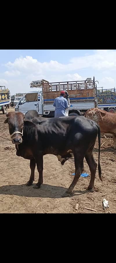 male cow for qurbani black urgent sale