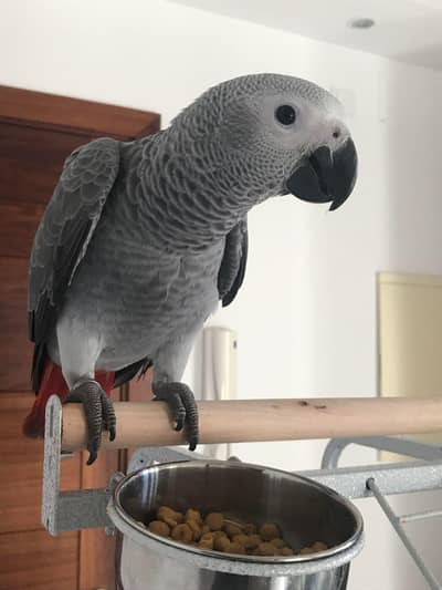 African Grey parrot