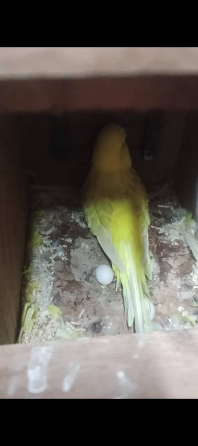 lacwing exi female albino red i male breedr pair agg diye hua