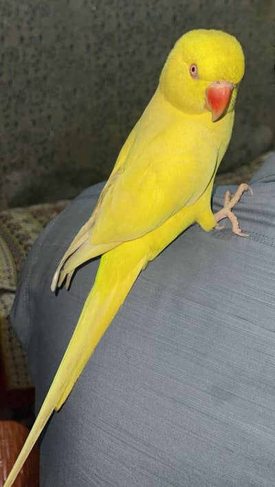 yellow  female