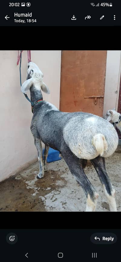 Turkey Dumba for sale