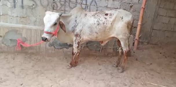 2 daant bachra for sale qurbani 2026