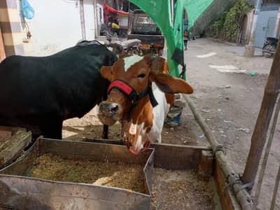 2027 Qurbani cow  for sel bchiya