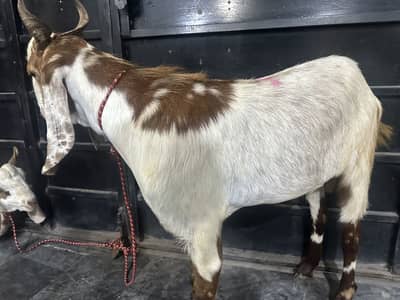 Qurbani ka liya bakra rajanpuri jori