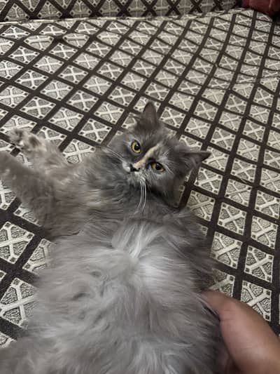 Kitten for Sale with all the Tools