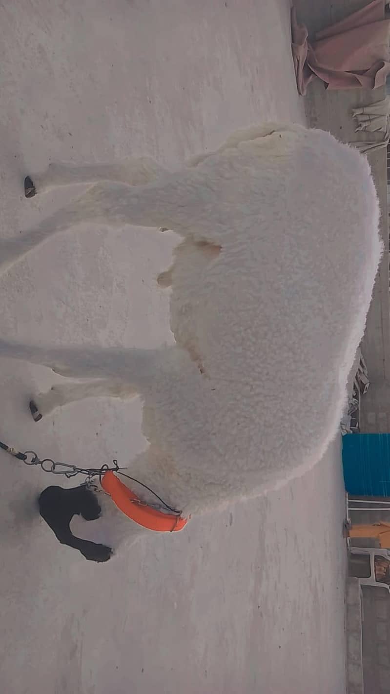 sheep 1