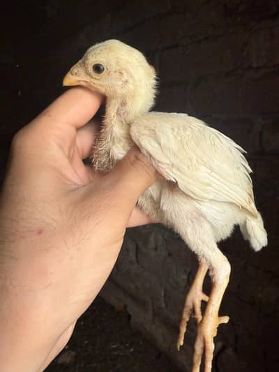 Paper white heera Aseel chicks