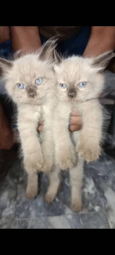 beauty full kitten