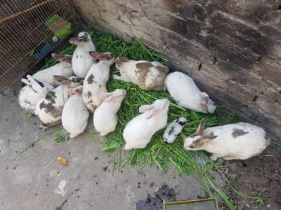 ADULT RABIT FOR SALE