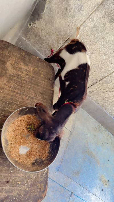 Donda Bakra gar ka pala hwa desi