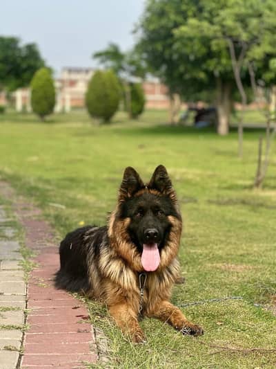 German shepherded woolly coat