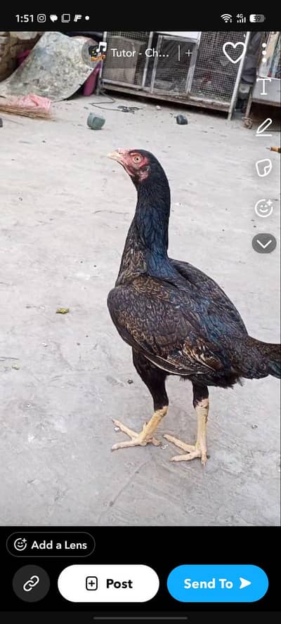 eggs Dana wali mugri fitter