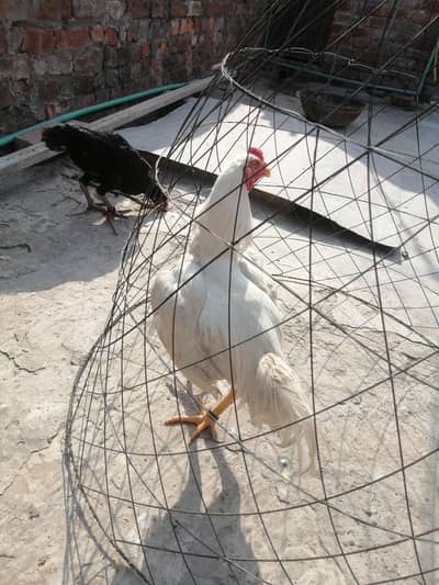 aseel murga heera aseel egg bi h murgia or bchy bi h