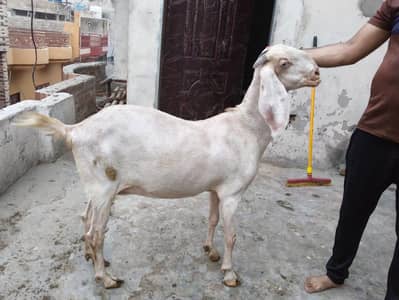 goat  for sale